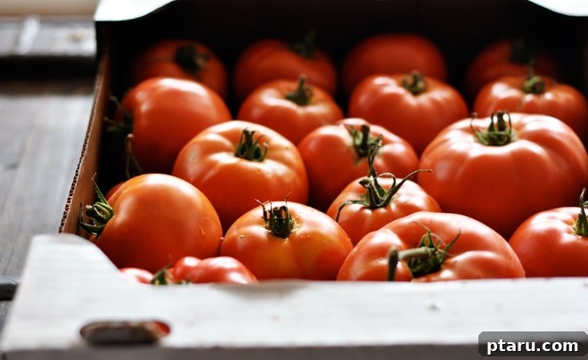 Capture Summer's Flavor: A Guide to Home Tomato Canning 3 Close-up of freshly canned tomatoes in glass jars, glistening on a countertop.