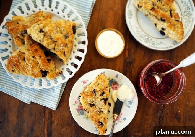 Decadent Dark Chocolate Ginger Pear Scones 2 A freshly baked Dark Chocolate Ginger Pear Scone, showcasing its rich texture and delicious ingredients.