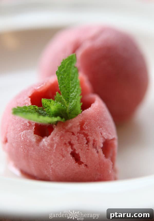 Favorite Easy Rhubarb Recipes You'll Make Forever 21 Scoops of pale pink Rhubarb Sorbet in a bowl.
