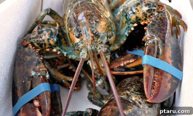 Decadent Lobster Pasta with White Wine Cream 7 A vibrant, fresh live lobster, ready for cooking.