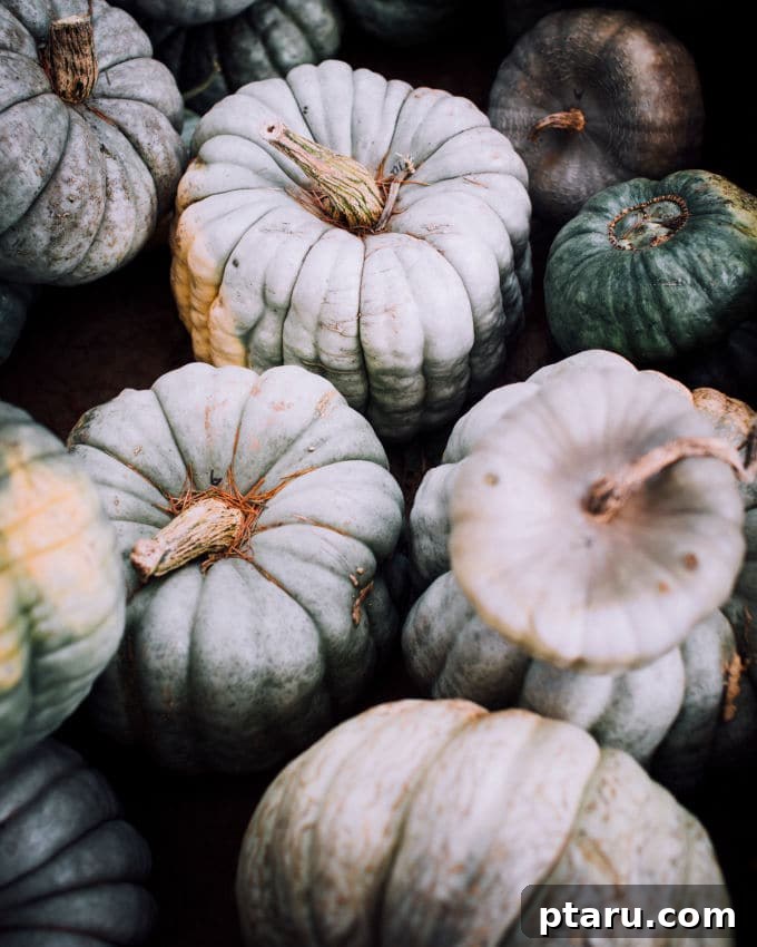 Velvet Pumpkin Pasta with Crispy Sage 4 A selection of fresh, colorful pumpkins arranged beautifully, highlighting the key ingredient for making a delicious Pumpkin Pasta Sauce from scratch.